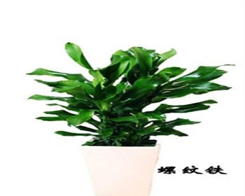 成(chéng)都(dōu)植物租賃公司