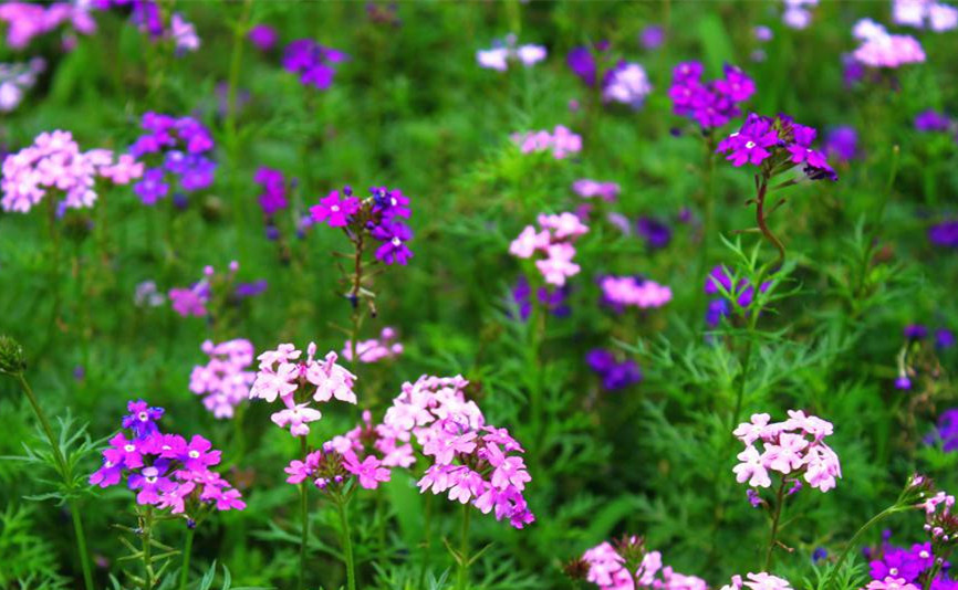 成(chéng)都(dōu)植物租賃