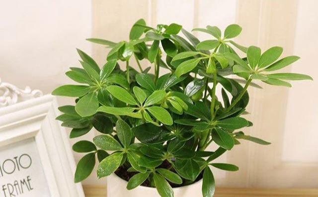 成(chéng)都(dōu)綠植養護